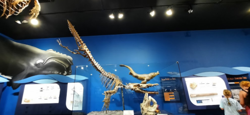 A museum exhibit featuring a whale skeleton against a blue background, with informational displays and visitors.