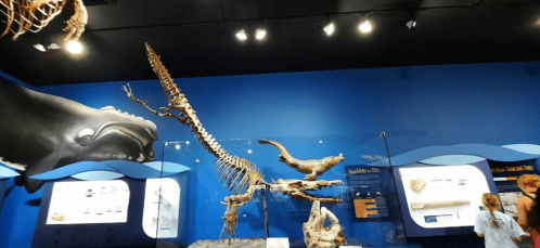 A museum exhibit featuring a whale skeleton against a blue background, with informational displays and visitors.