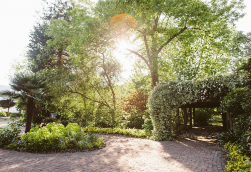 A sunlit garden path surrounded by lush greenery and flowering vines, creating a serene and inviting atmosphere.