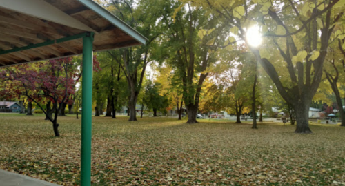 A serene park scene with tall trees and a carpet of fallen leaves, illuminated by soft sunlight.
