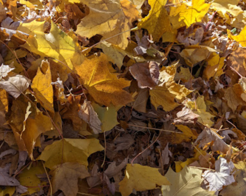 A close-up of a pile of autumn leaves in various shades of yellow and brown on the ground.