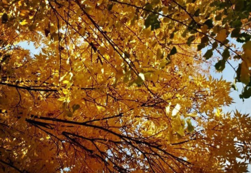 Golden autumn leaves fill the frame, with branches and a hint of blue sky peeking through.