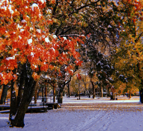 A snowy park scene with vibrant orange and yellow autumn leaves on trees, creating a colorful contrast against the white snow.