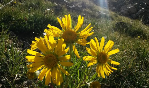 A cluster of bright yellow flowers blooming in a grassy field, illuminated by sunlight.