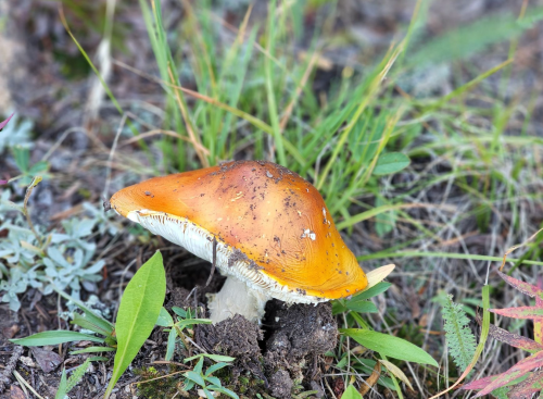 A close-up of a brownish-orange mushroom growing in grass and soil, surrounded by green leaves and plants.