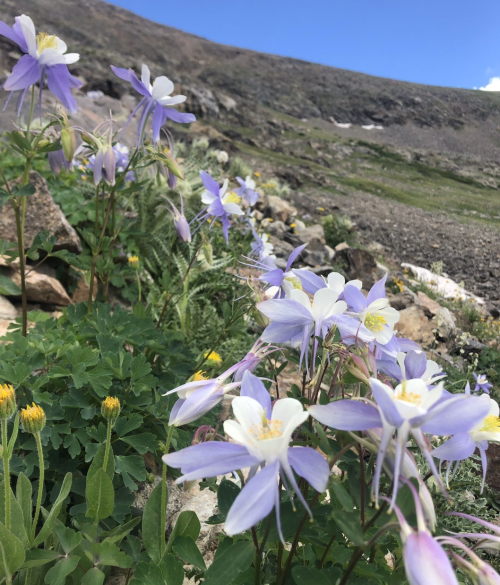A cluster of purple and white columbine flowers growing among rocks and greenery in a mountainous landscape.