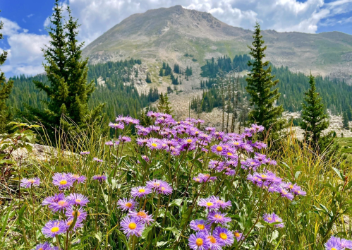 A field of purple flowers in the foreground with a mountainous landscape and trees in the background under a blue sky.