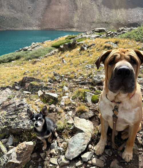 A large dog and a small dog sit on rocky terrain near a turquoise lake, surrounded by grass and mountains.