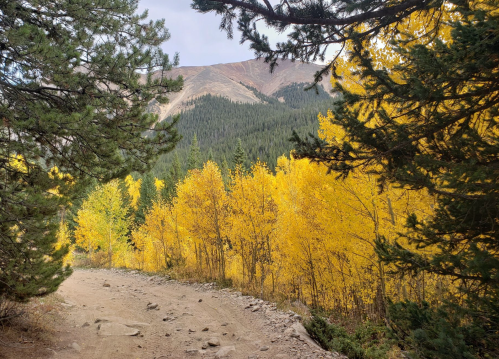 A dirt path surrounded by vibrant yellow trees, leading to a mountainous landscape in the background.