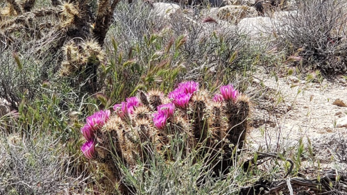 A cluster of vibrant pink flowers blooming on a cactus in a desert landscape, surrounded by dry grass and rocks.