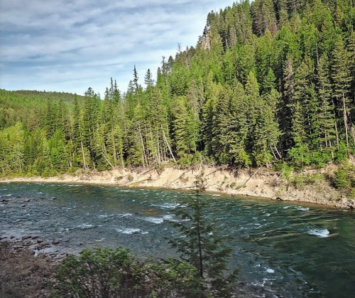 A serene river flows beside a lush, green forest with tall trees under a partly cloudy sky.
