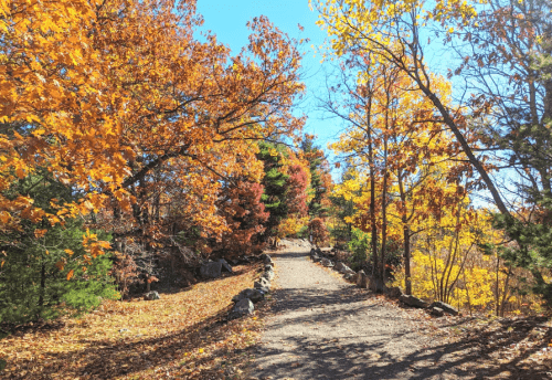 A scenic path through a vibrant autumn forest with colorful leaves and clear blue skies.