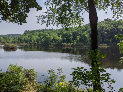 A serene lake surrounded by lush green trees and foliage under a clear sky.