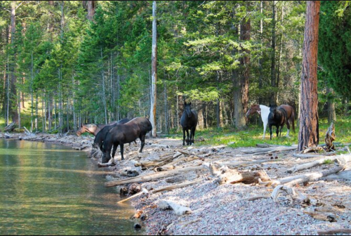 Four horses stand by a serene lakeshore, surrounded by trees and scattered driftwood.