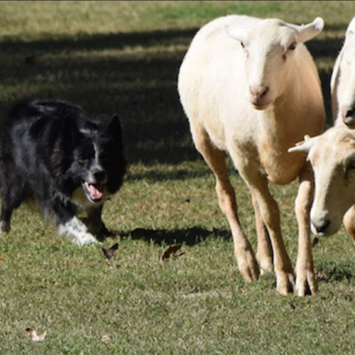 A black and white dog herds two sheep on a grassy field under bright sunlight.
