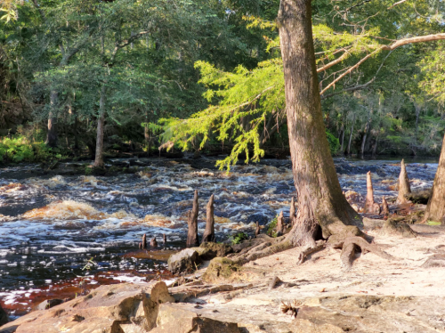 A serene river scene with flowing water, surrounded by trees and rocky banks, featuring cypress knees emerging from the shore.