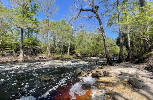 A serene river scene with lush green trees, clear blue sky, and gentle waves lapping at the rocky shore.