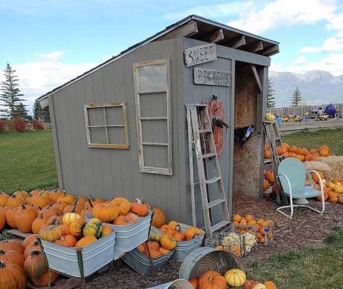 A small gray shed surrounded by pumpkins and baskets, with a sign reading "Sweet Pickins" and mountains in the background.
