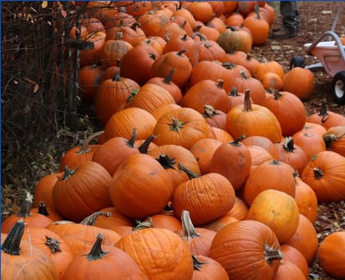 A large pile of bright orange pumpkins scattered on the ground, surrounded by fallen leaves.