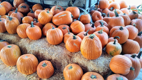 A large pile of orange pumpkins resting on straw bales, creating a festive autumn scene.