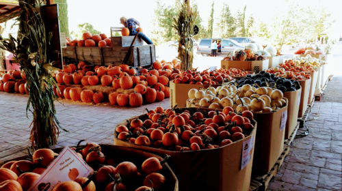 A vibrant pumpkin patch with various pumpkins and gourds displayed in boxes, under a sunny sky.