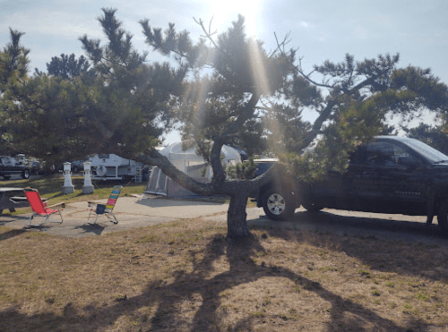 A tree with a wide canopy casts shadows on a campsite with a truck and colorful chairs in the background.