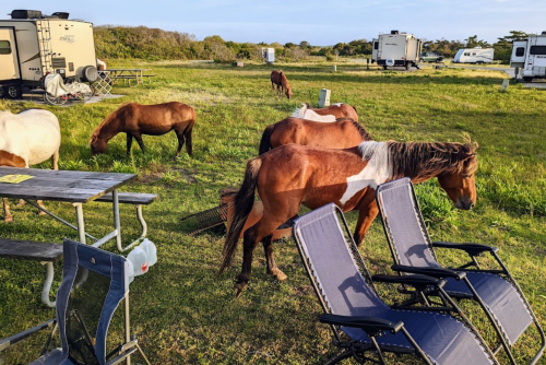 Horses grazing in a grassy area near RVs and outdoor furniture, with a clear sky in the background.