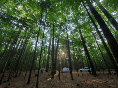 A serene forest scene with tall trees, sunlight filtering through leaves, a tent, and a car in the background.