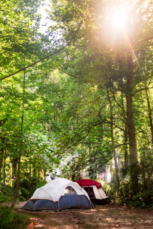 Two tents nestled in a lush green forest, with sunlight filtering through the trees.