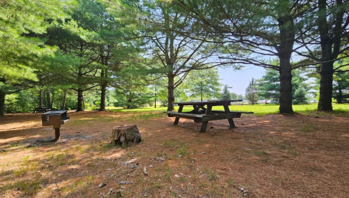 A picnic table surrounded by trees in a sunny, grassy area with a stump and a grill nearby.