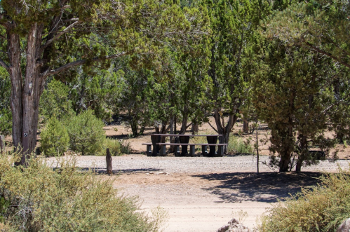 A picnic table surrounded by trees in a natural outdoor setting.