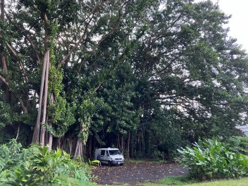 A white van parked near a large, dense tree with lush green foliage in a natural setting.