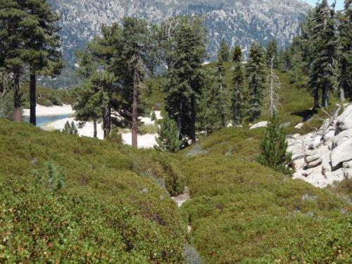 A scenic view of a forested area with green shrubs, tall trees, and a glimpse of a sandy beach in the background.