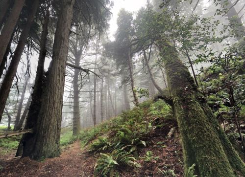 A misty forest scene with tall trees and lush ferns, creating a serene and mysterious atmosphere.