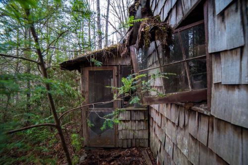 An abandoned wooden cabin partially hidden by overgrown trees and vines, with a weathered door and broken windows.