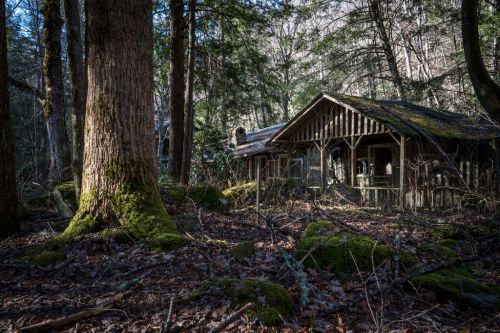 An abandoned cabin nestled among tall trees and moss-covered ground in a dense forest.