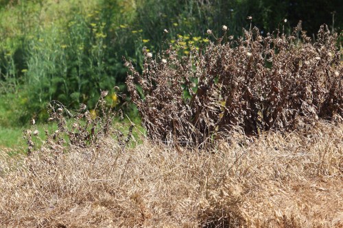 Dried plants and grasses in a field, with green foliage in the background.
