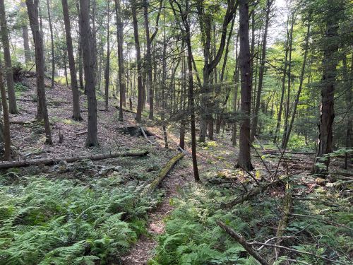 A serene forest path winding through tall trees and lush ferns, dappled sunlight filtering through the leaves.