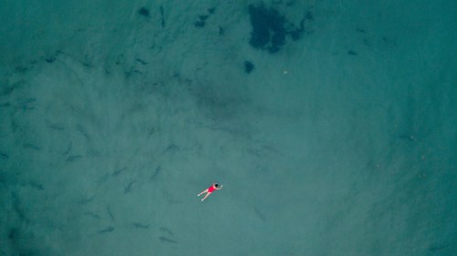 Aerial view of a person swimming in clear water, surrounded by dark shapes, possibly sharks, beneath the surface.
