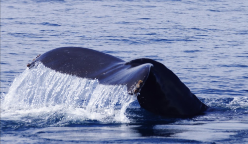 A whale's tail emerges from the water, creating a splash against the calm blue ocean surface.
