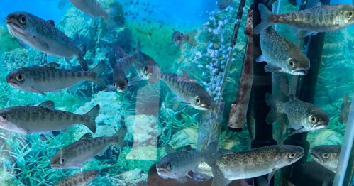 A group of fish swimming in a clear aquarium with underwater plants and rocks in the background.