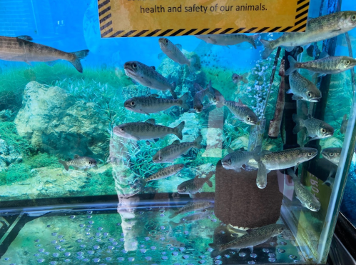A tank filled with small fish swimming among aquatic plants and rocks, with a sign about animal health and safety.