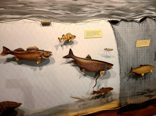 A display of various fish species mounted on a wall, with a fishing net and informational signs.