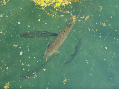 Aerial view of several fish swimming in greenish water with floating debris and bubbles.