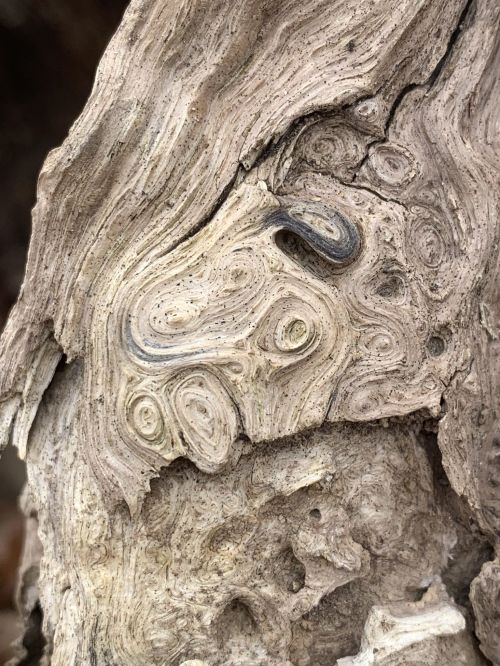 Close-up of textured wood with swirling patterns and natural grain, showcasing intricate details and earthy tones.