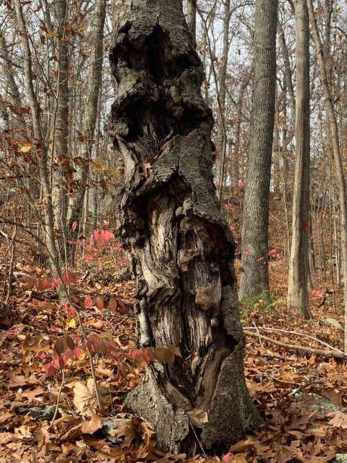 A gnarled tree trunk stands among autumn leaves, surrounded by bare trees and hints of red foliage in the background.