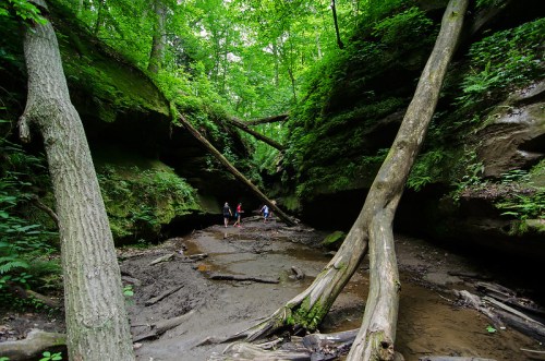 Two people explore a lush, green canyon with tall trees and fallen logs, surrounded by rocky walls and a dry streambed.