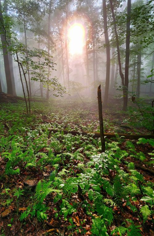 A misty forest scene with sunlight filtering through trees, illuminating lush green ferns and a serene atmosphere.