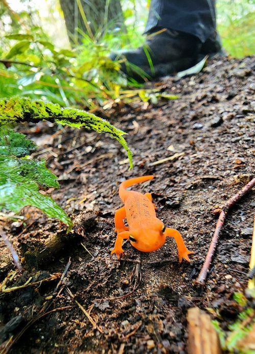 An orange salamander crawls on the forest floor, with a boot and greenery in the background.