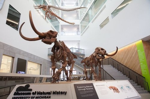 Two mastodon skeletons on display in the Museum of Natural History, with a whale skeleton hanging above.